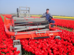 Topping Tulip Lefebers Memory